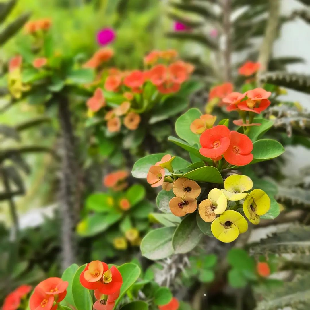 Championing Environmental Sustainability: IDEASHACKS VENTURES PRIVATE LIMITED Chooses GitHub